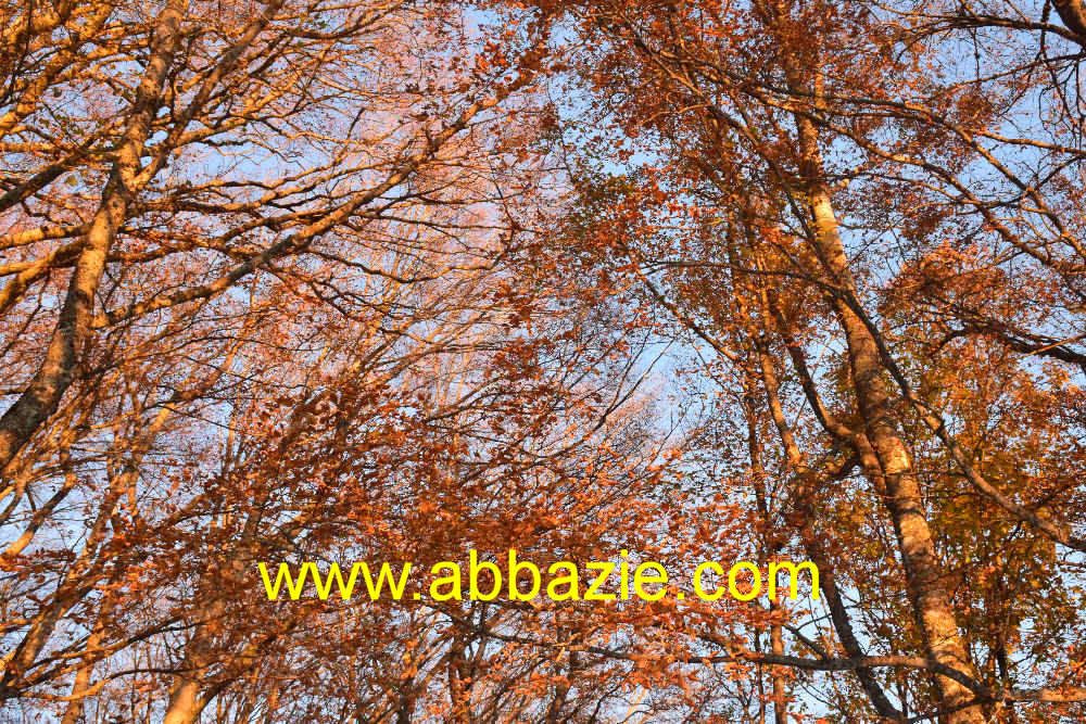il bosco di La Verna